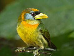 Red-headed Barbet