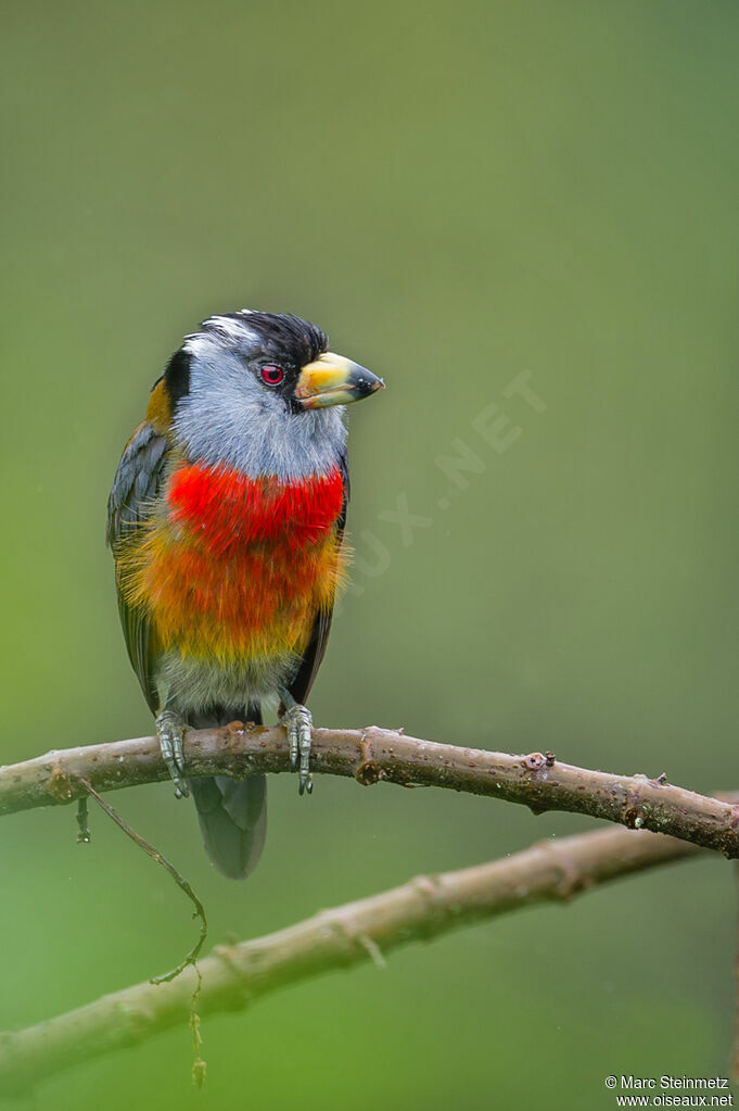 Toucan Barbet