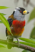 Toucan Barbet