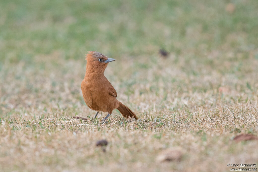 Grey-crested Cacholote