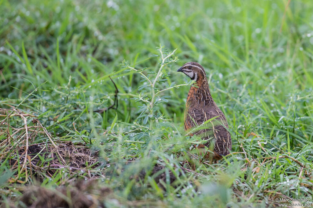 Harlequin Quail