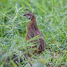 Caille arlequin