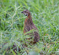 Harlequin Quail