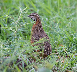 Caille arlequin