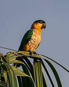 Black-headed Parrot