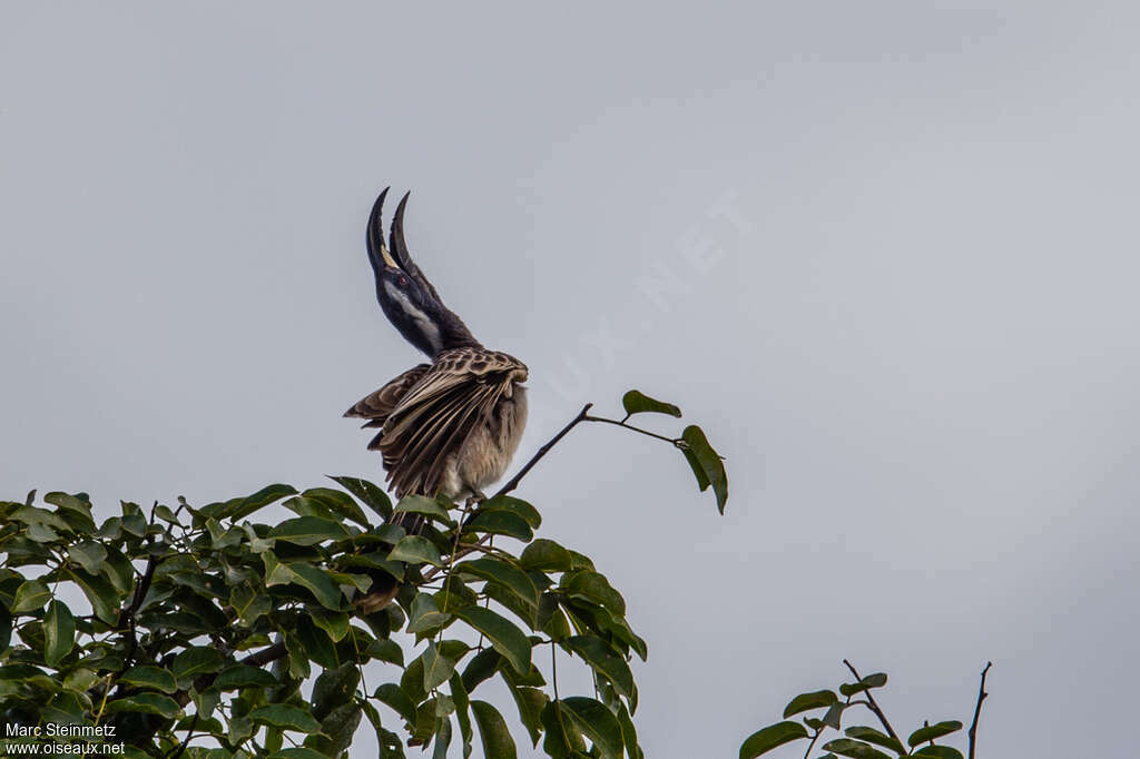 African Grey Hornbill male, courting display