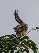 African Grey Hornbill