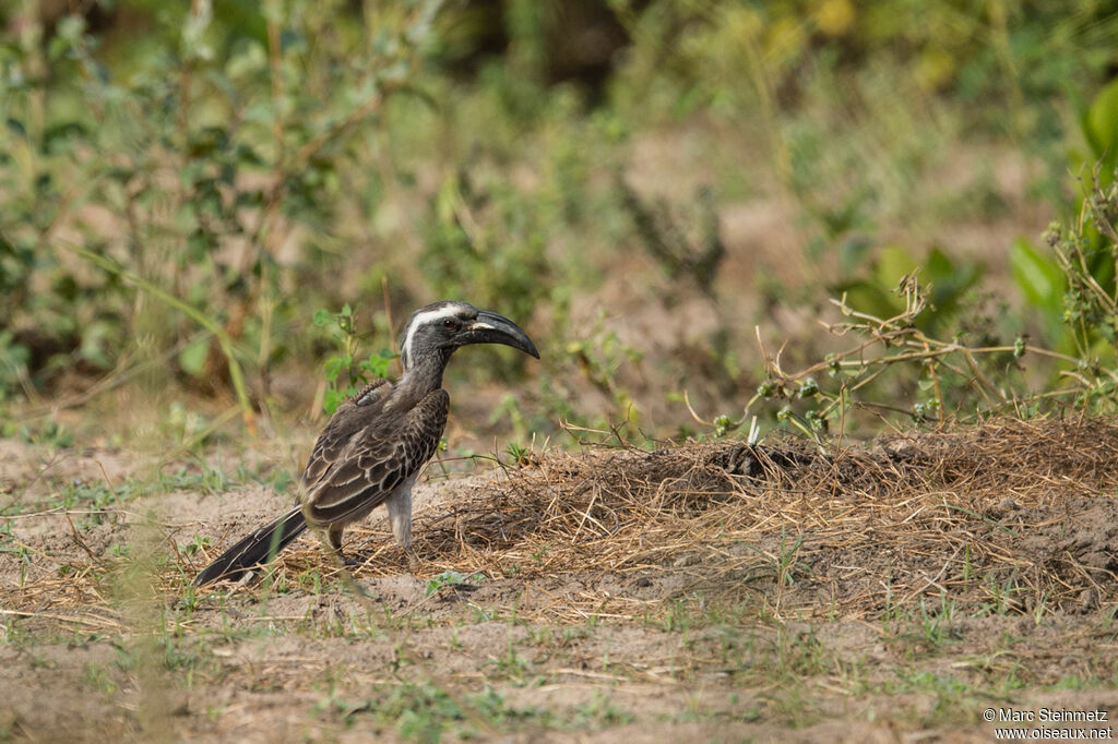 African Grey Hornbill