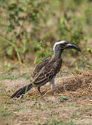 African Grey Hornbill