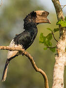 Black-and-white-casqued Hornbill