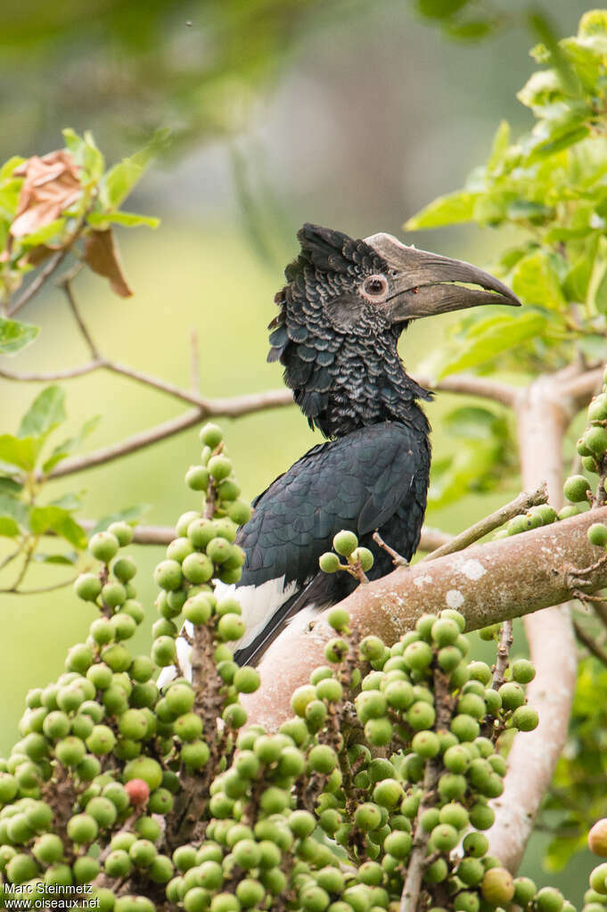 Black-and-white-casqued Hornbill female adult, identification