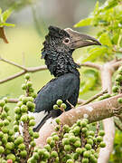 Black-and-white-casqued Hornbill