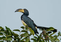 West African Pied Hornbill