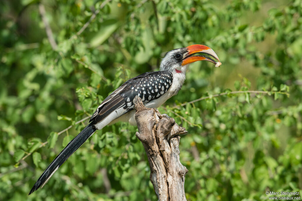 Jackson's Hornbill male