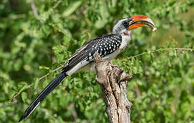 Jackson's Hornbill