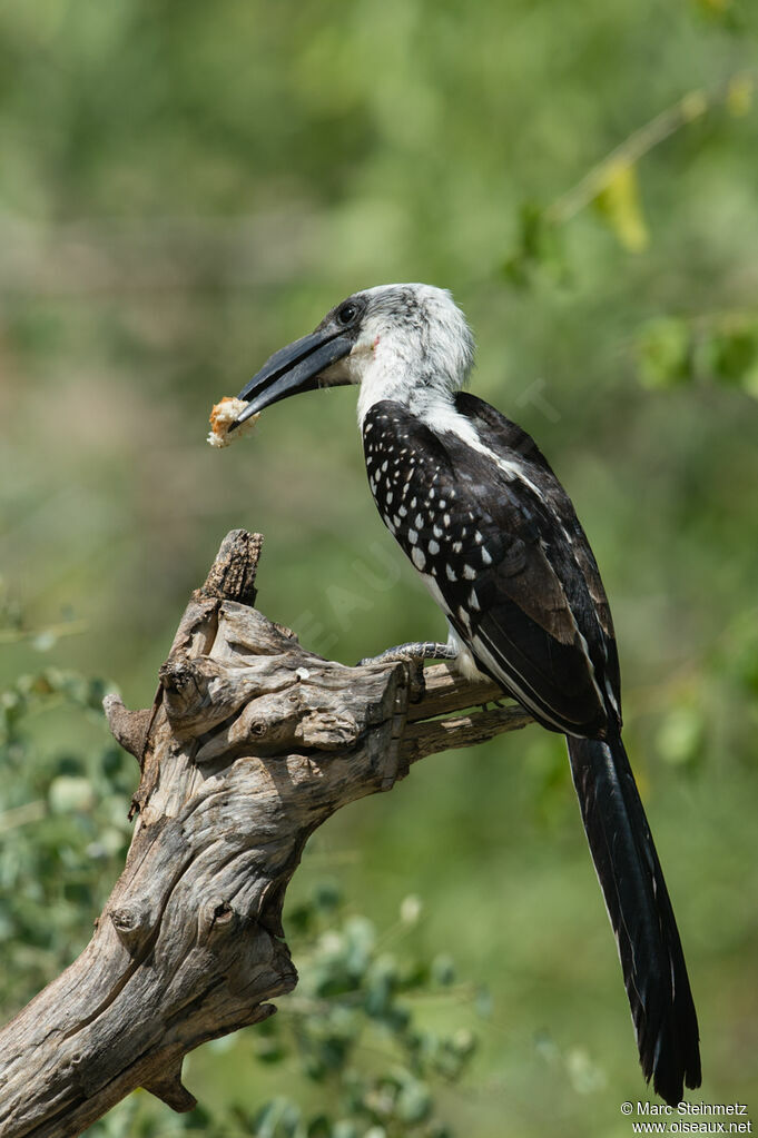 Jackson's Hornbill female