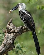 Jackson's Hornbill