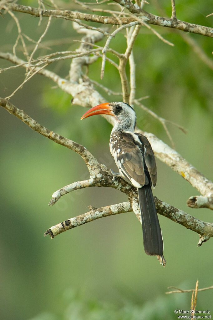 Western Red-billed Hornbill