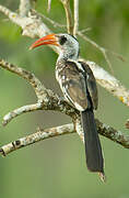 Western Red-billed Hornbill