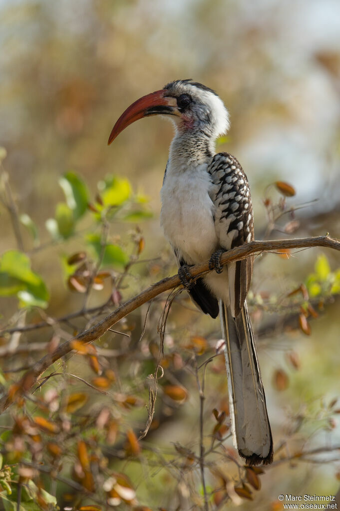 Western Red-billed Hornbill