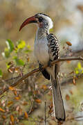 Western Red-billed Hornbill