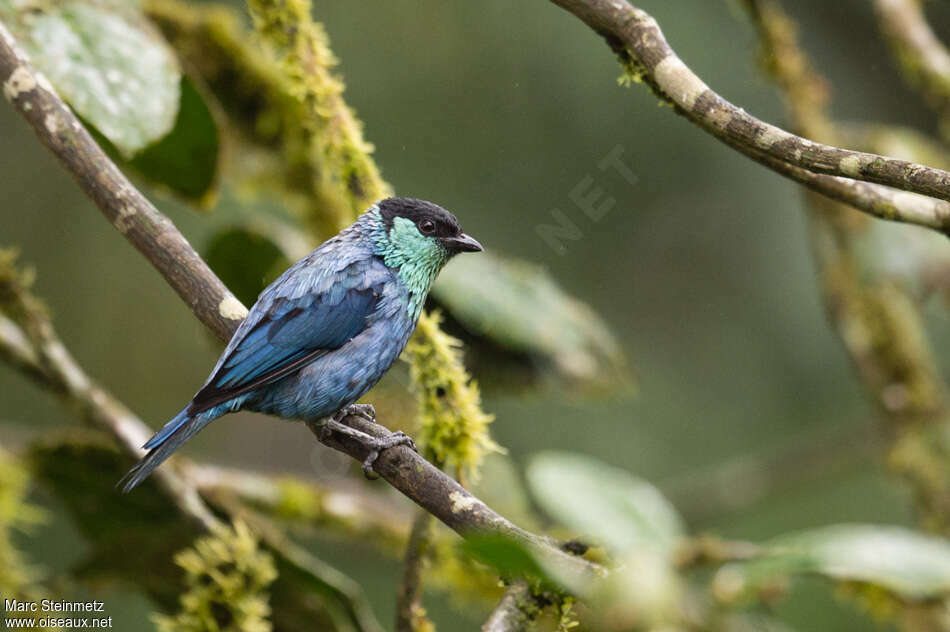 Black-capped Tanager male adult, identification