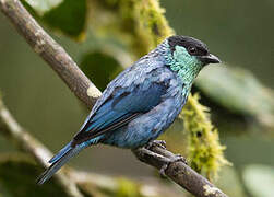 Black-capped Tanager