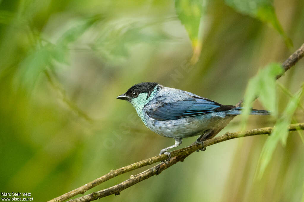 Calliste à calotte noireadulte, identification