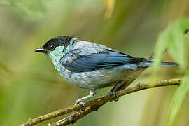 Black-capped Tanager