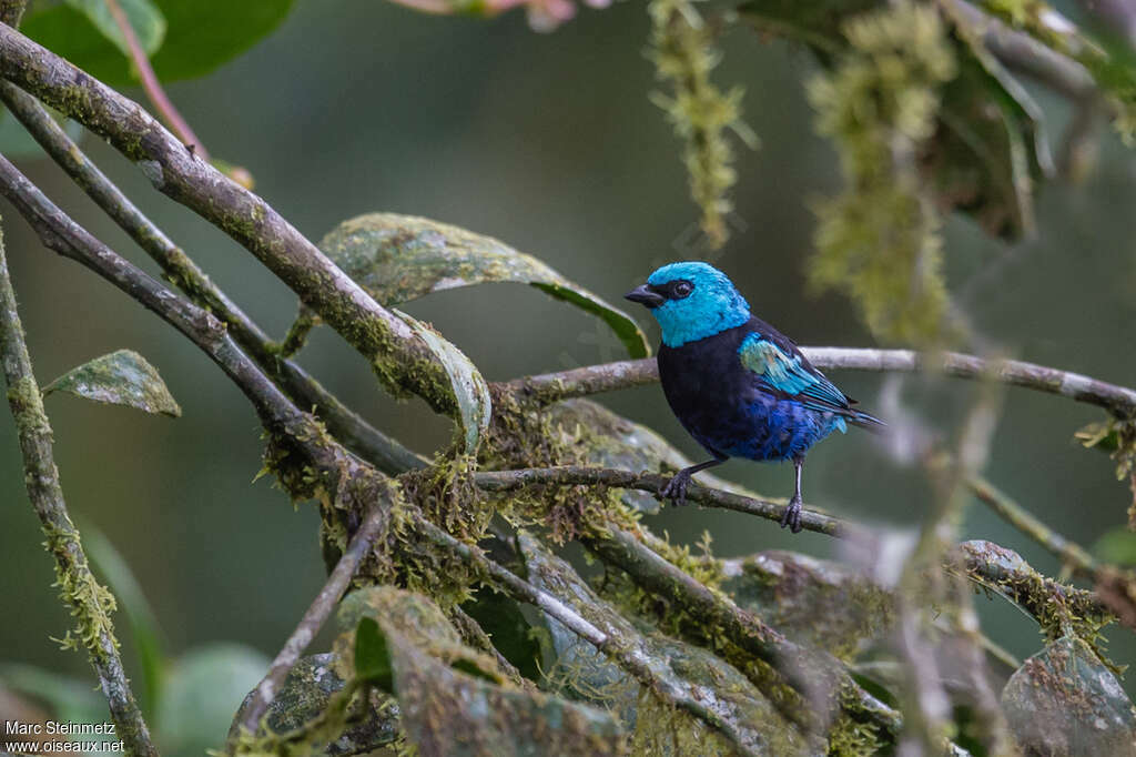 Calliste à cou bleuadulte, habitat, pigmentation