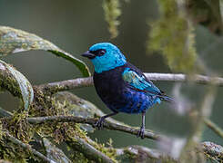 Blue-necked Tanager