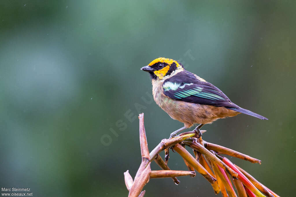 Flame-faced Tanager, identification