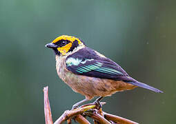 Flame-faced Tanager