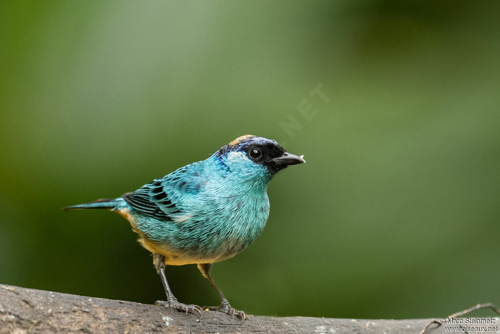 Golden-naped Tanager