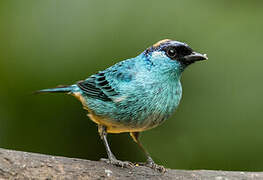 Golden-naped Tanager