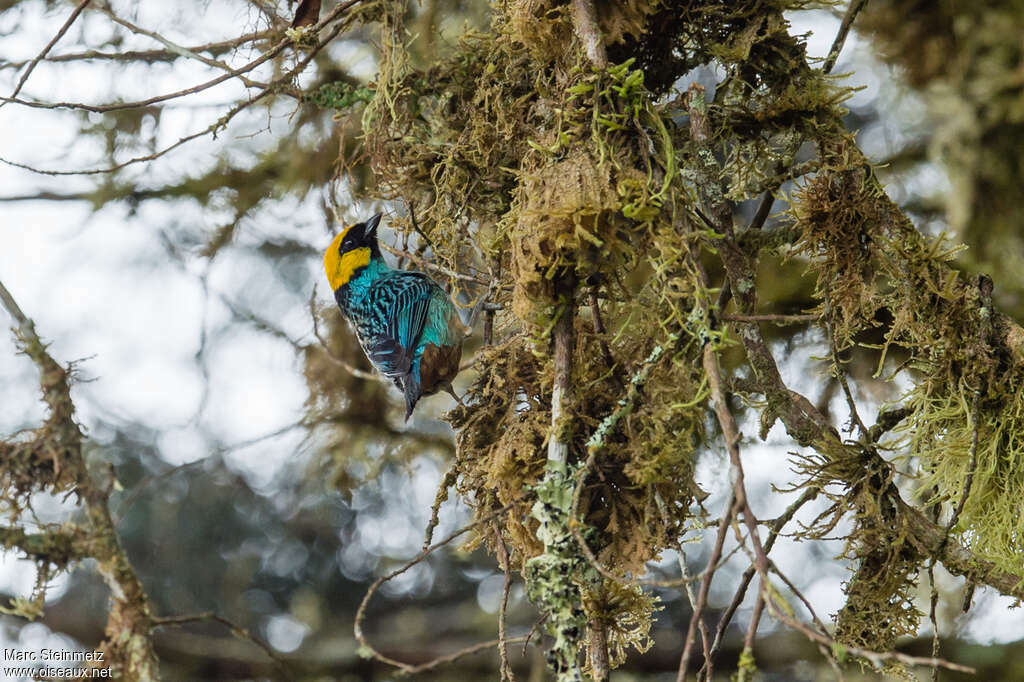 Calliste à tête doréeadulte, habitat