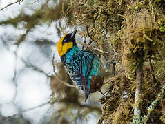 Saffron-crowned Tanager