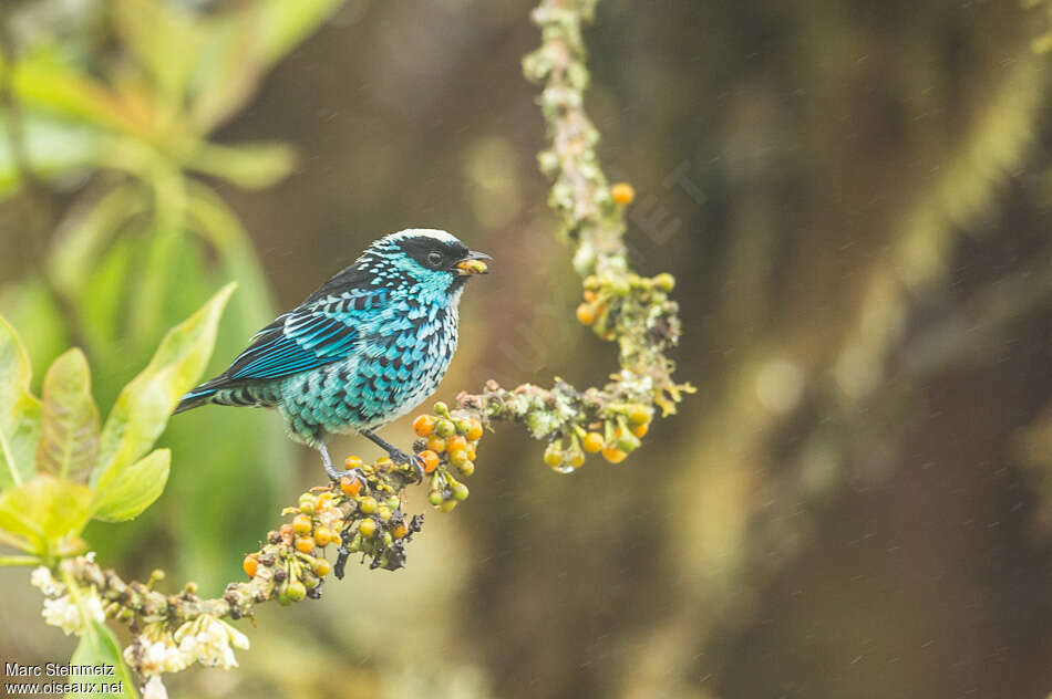 Calliste béryladulte, régime, mange