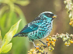 Beryl-spangled Tanager