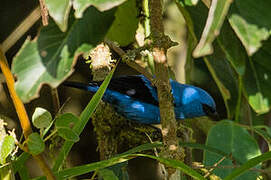 Blue-and-black Tanager