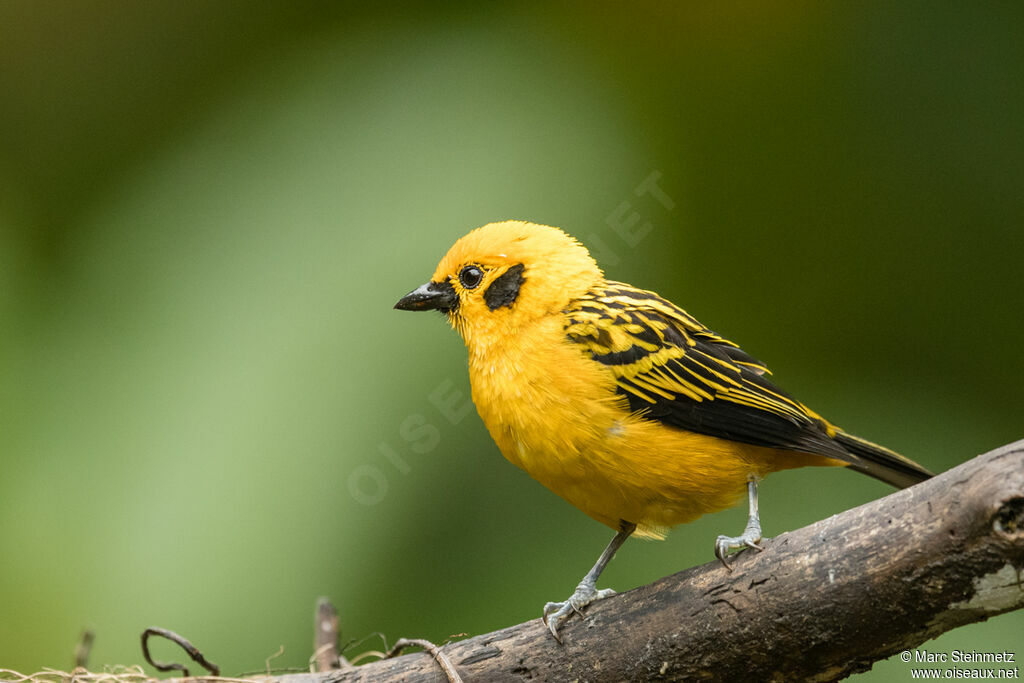 Golden Tanager