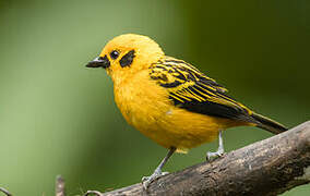 Golden Tanager