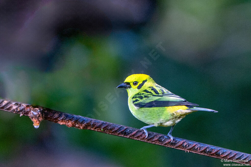 Emerald Tanager