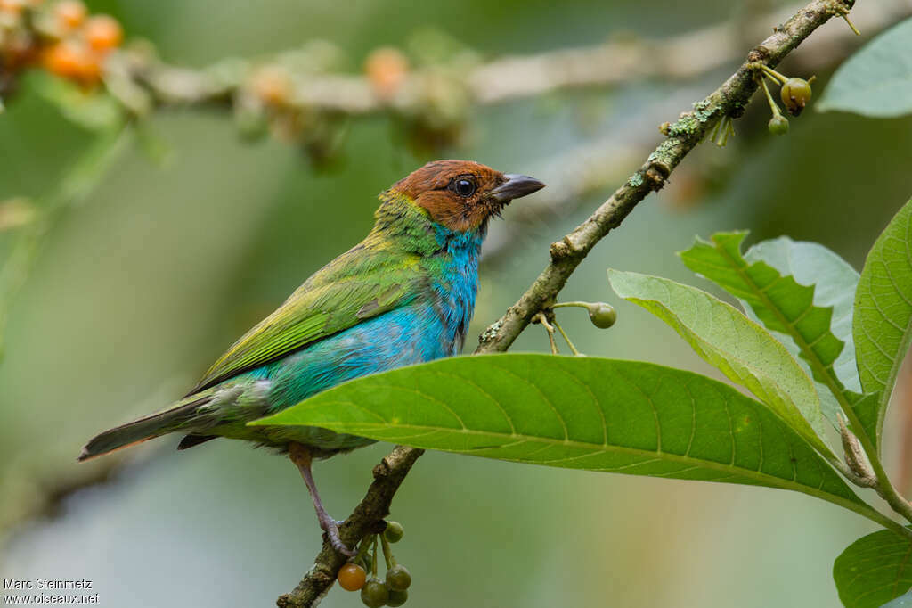 Calliste rouverdinadulte, identification