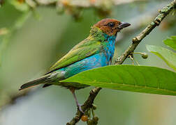 Bay-headed Tanager