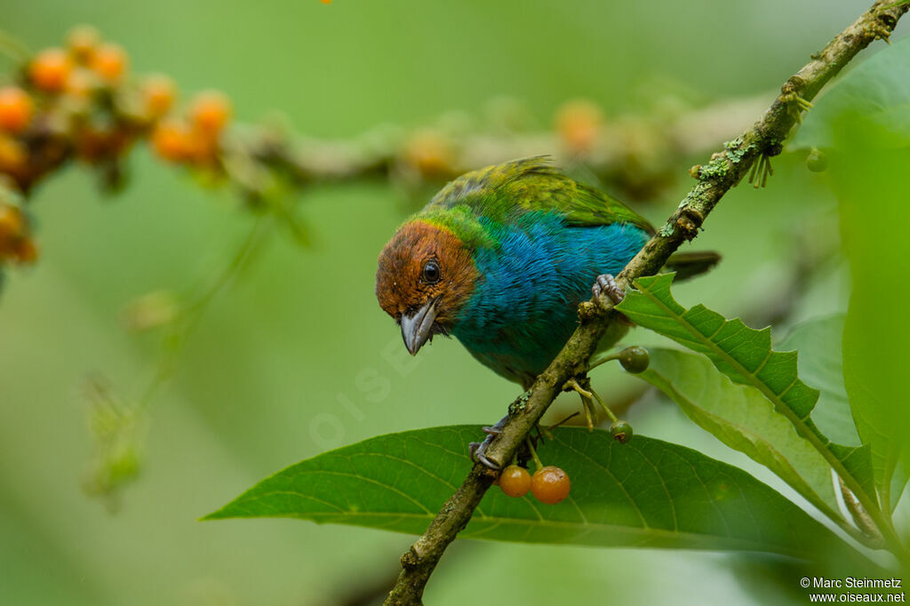 Bay-headed Tanager