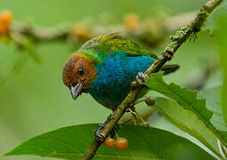 Bay-headed Tanager