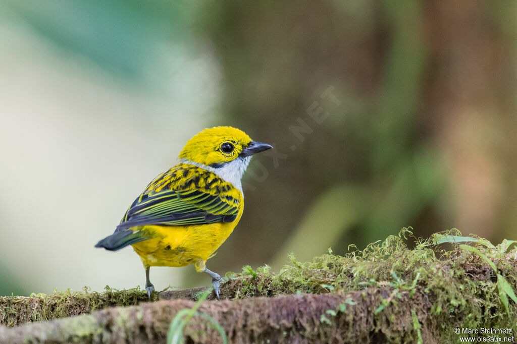 Silver-throated Tanager