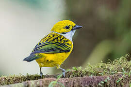 Silver-throated Tanager