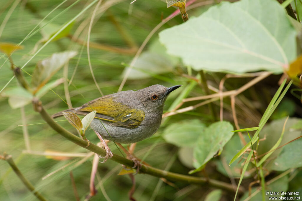 Grey-backed Camaroptera